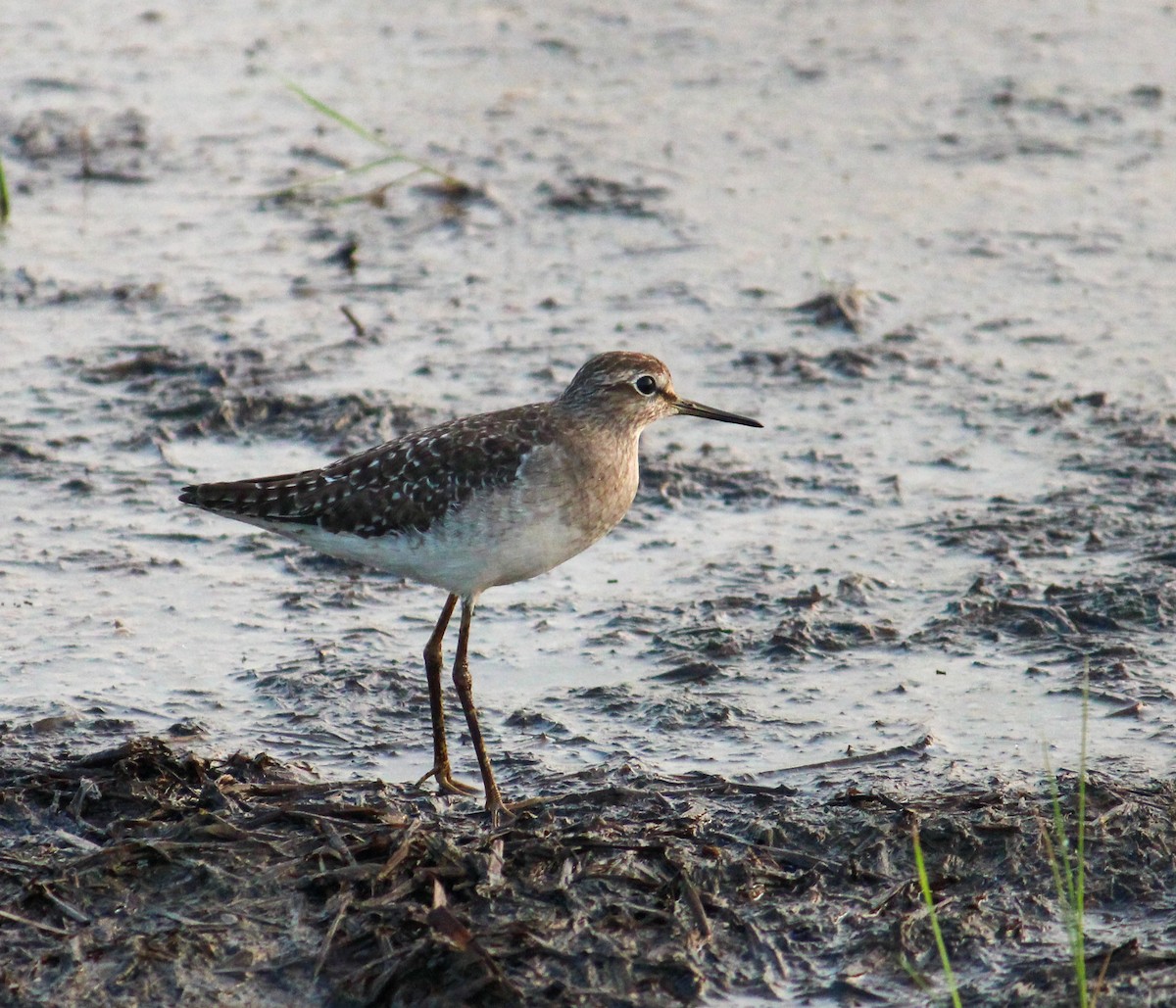 Wood Sandpiper - ML613501349