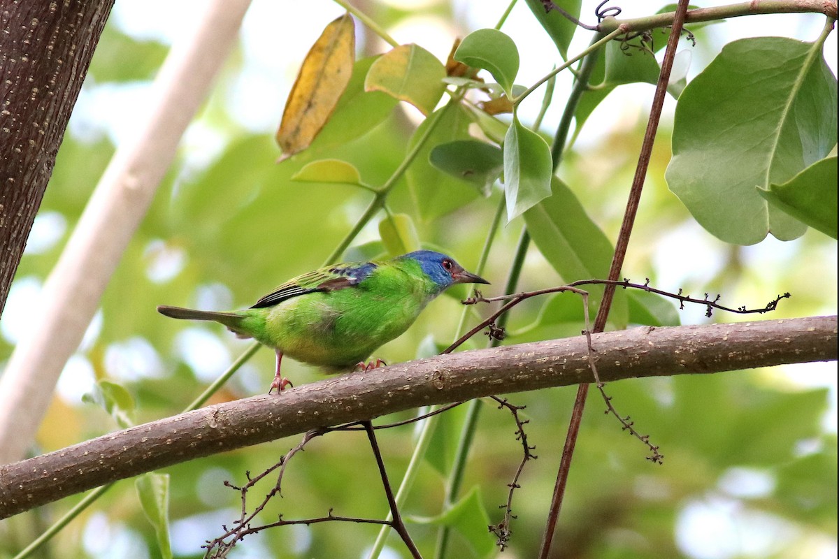 Blue Dacnis - ML613501360