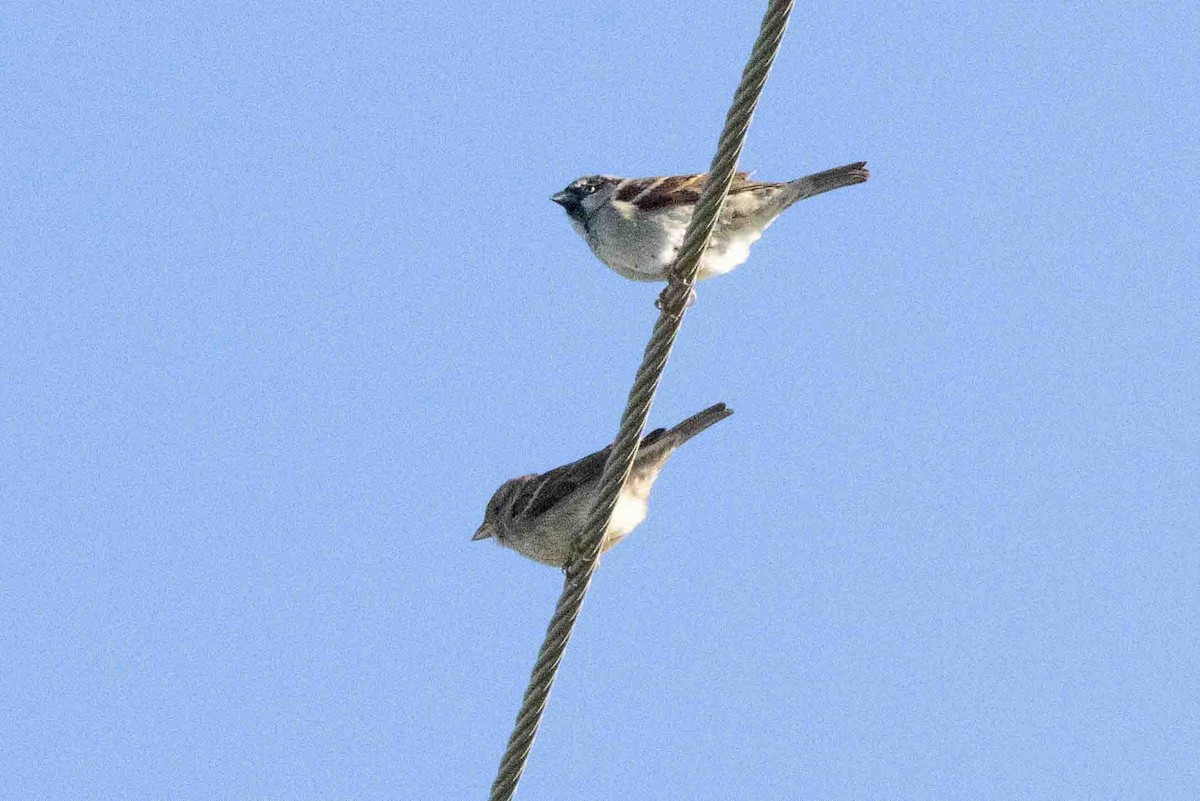 House Sparrow - ML613501375