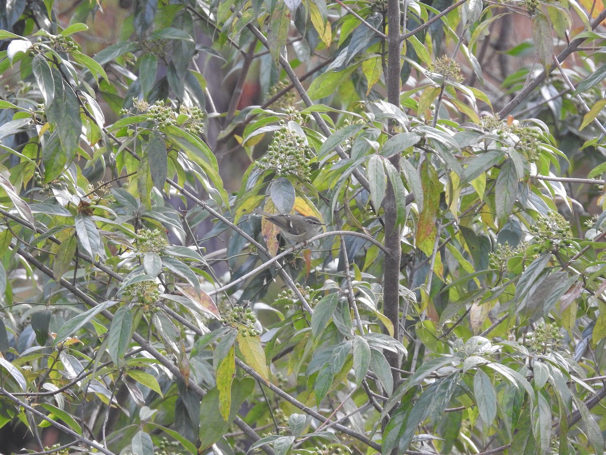 Hume's Warbler (Eastern) - ML613501380