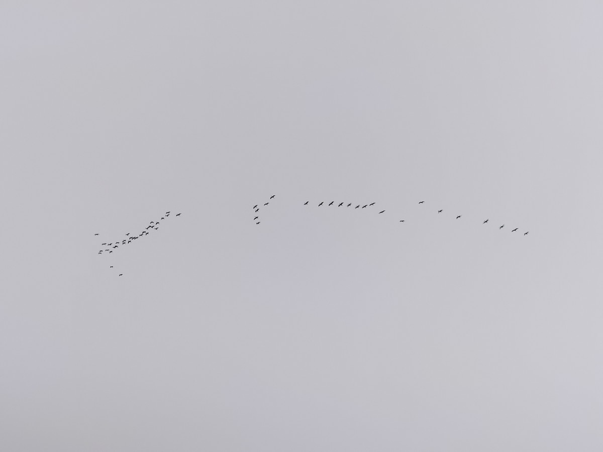ibis hnědý - ML613501400