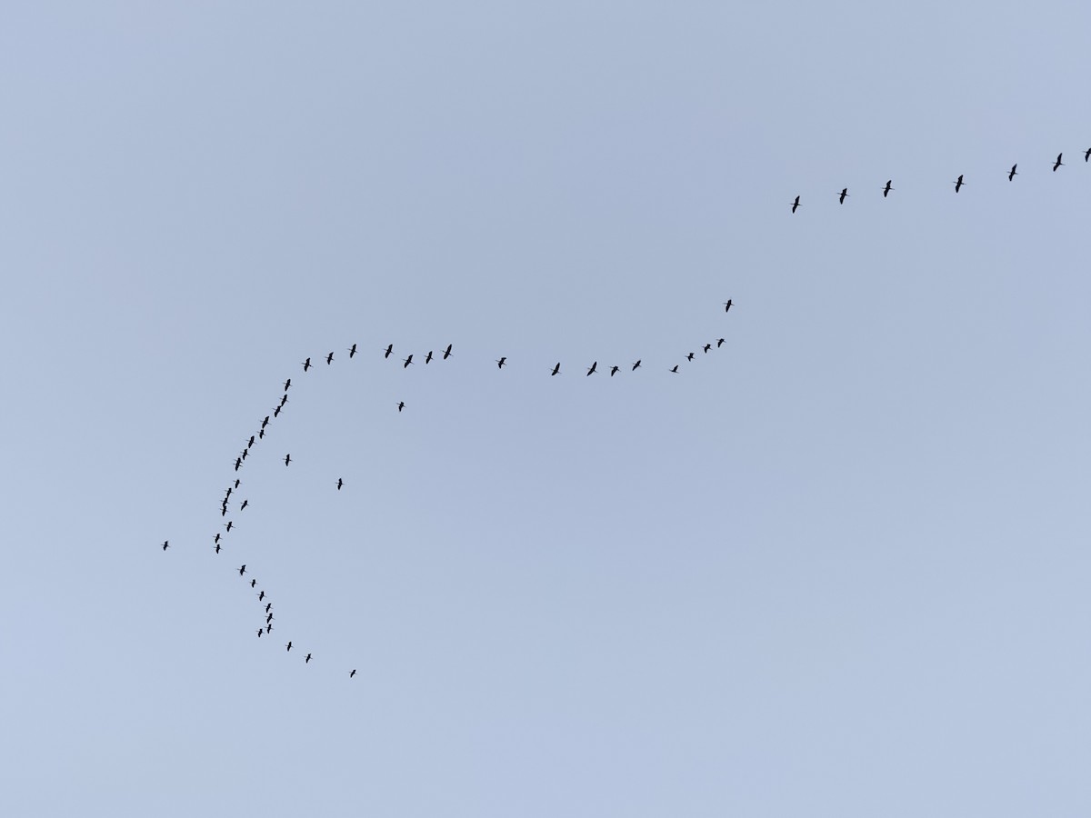 ibis hnědý - ML613501401