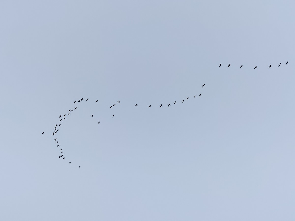 ibis hnědý - ML613501402