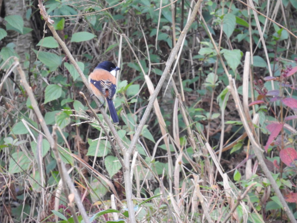 Long-tailed Shrike (tricolor/longicaudatus) - ML613501437