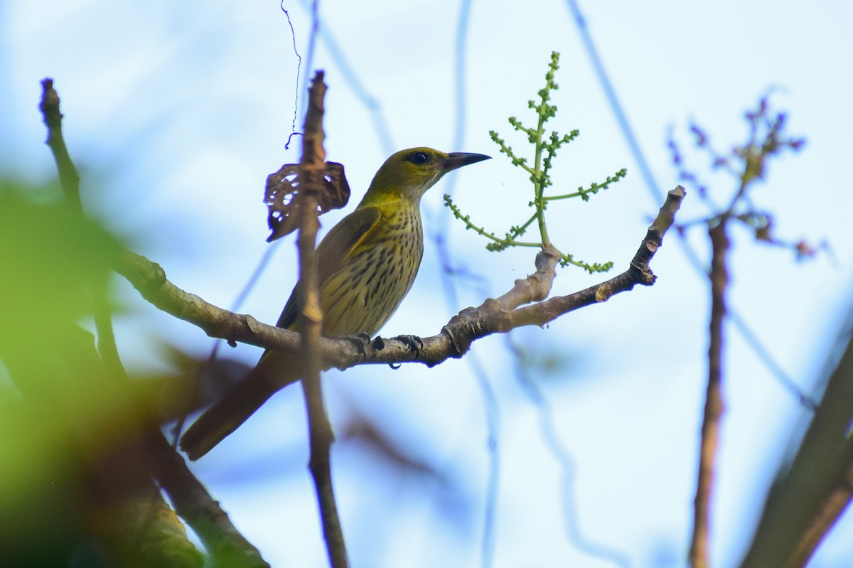 Indian Golden Oriole - ML613501457