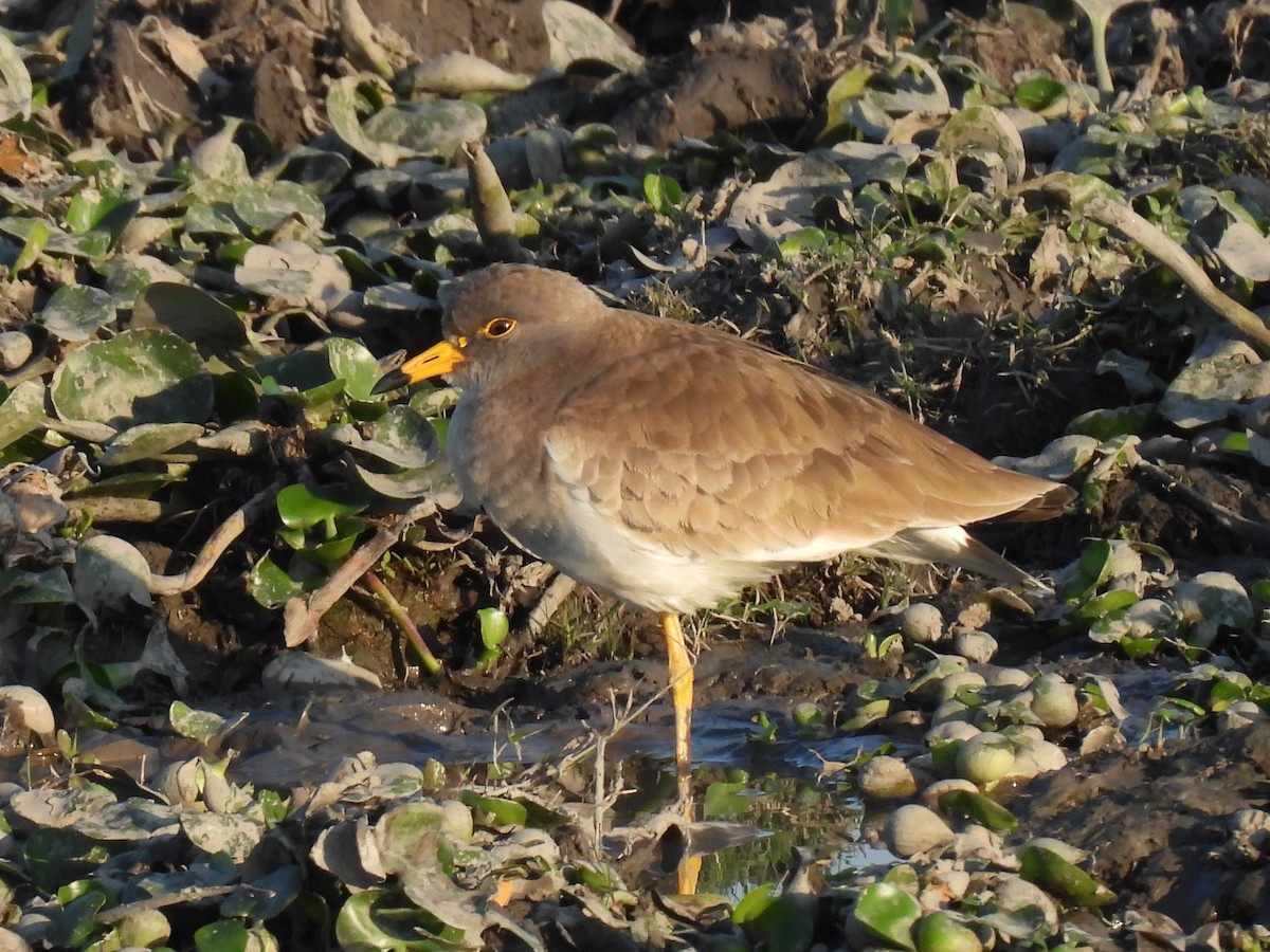 Gray-headed Lapwing - Suhel Quader