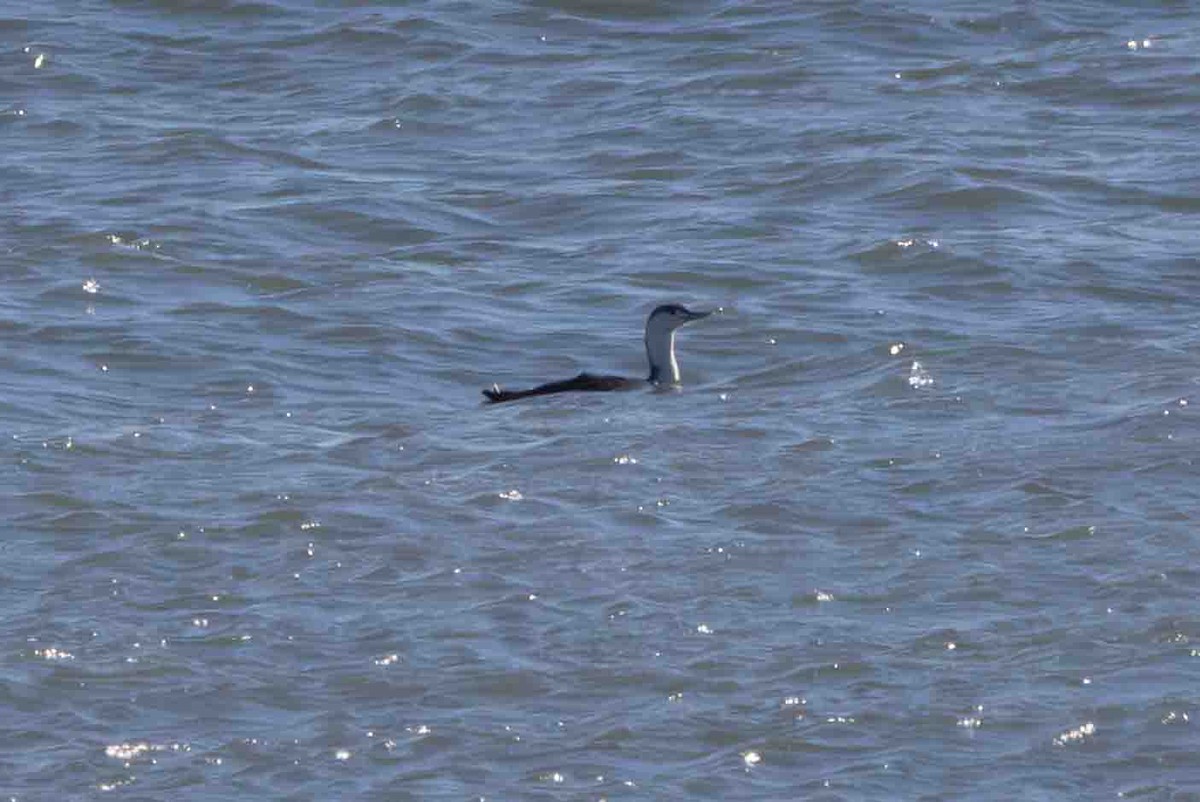 Red-throated Loon - ML613501551