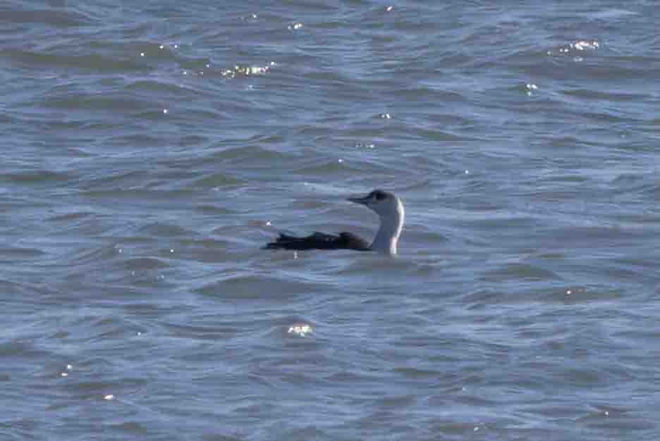 Red-throated Loon - ML613501552