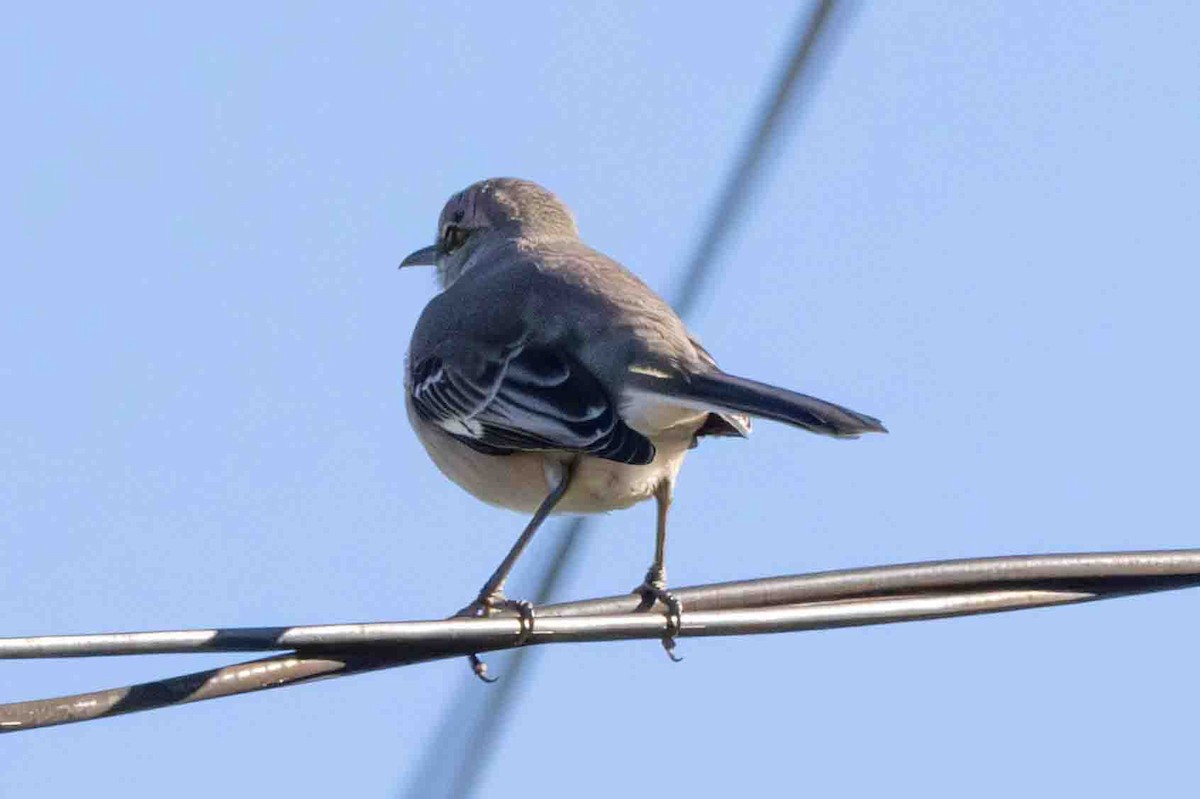 Northern Mockingbird - ML613501559