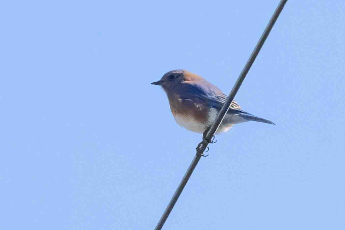 Eastern Bluebird - ML613501561