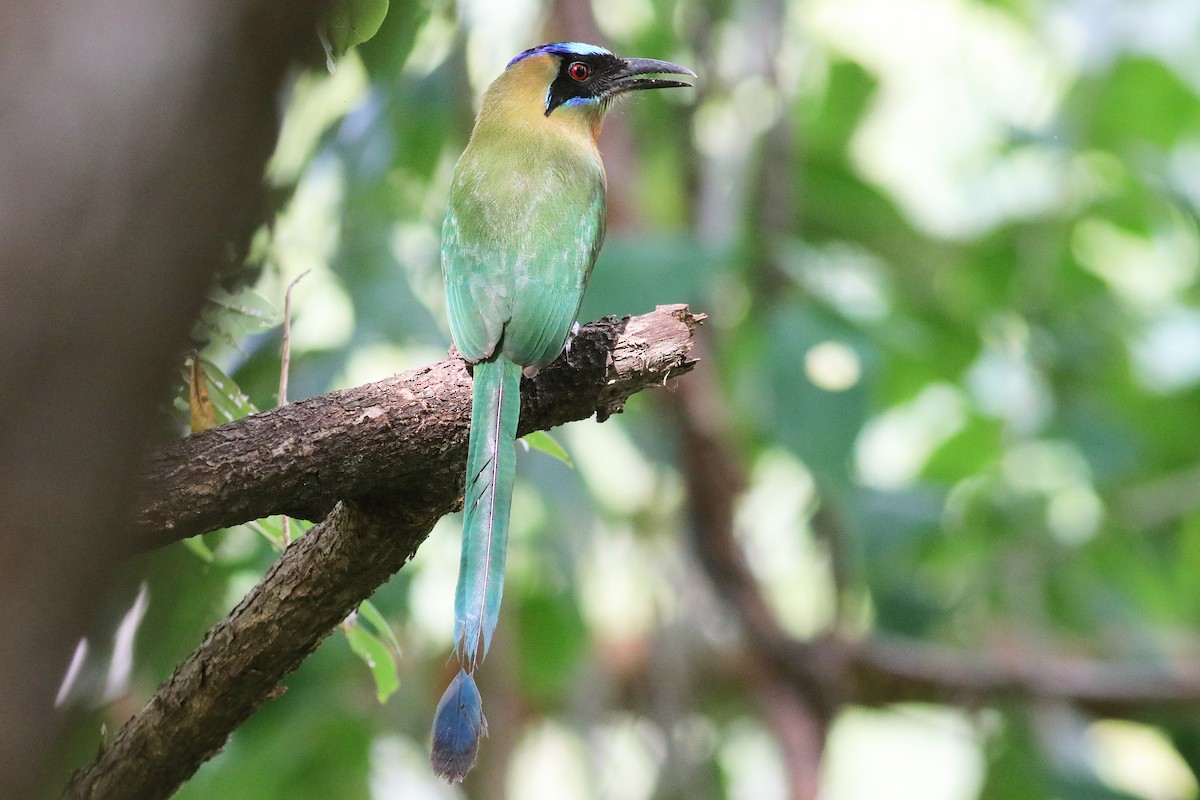 Whooping Motmot - ML613501576