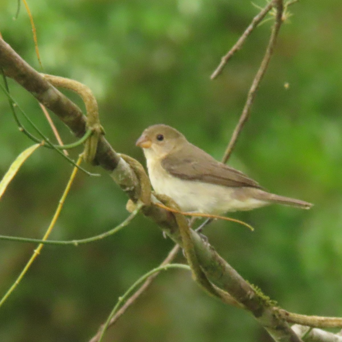 Double-collared Seedeater - ML613501580