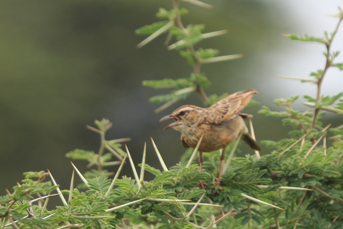 Fawn-colored Lark (Foxy) - ML613501584