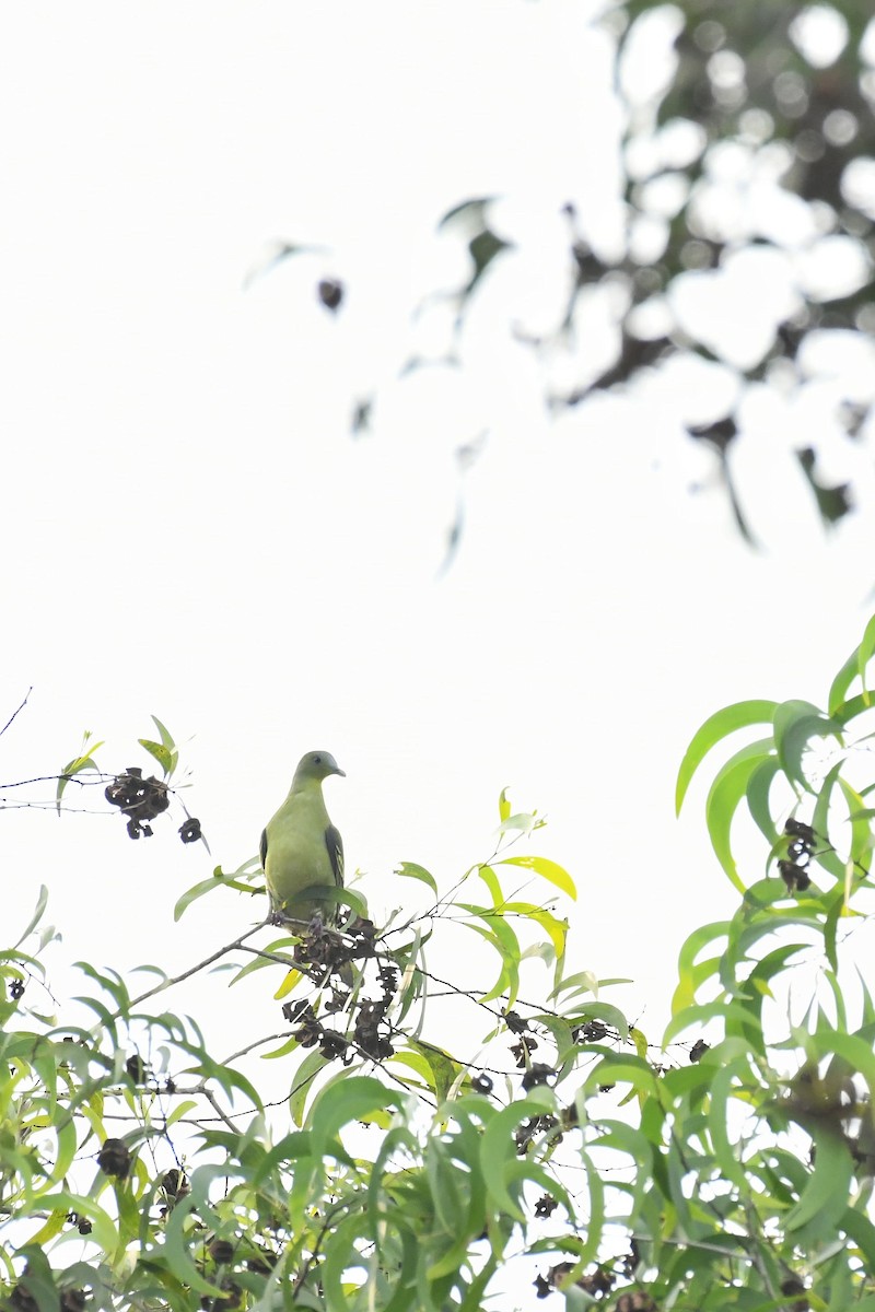 Серолобый зелёный голубь - ML613501611