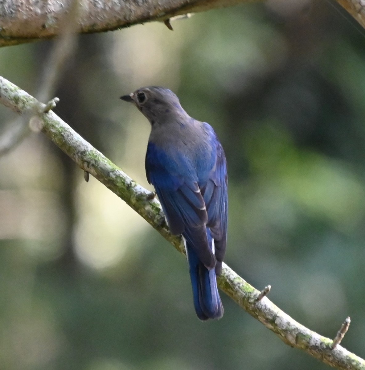 Blue-and-white Flycatcher - ML613501612