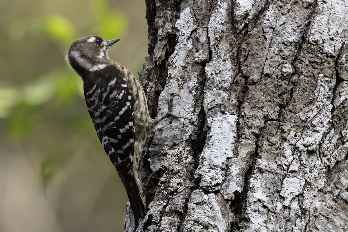 Japanese Pygmy Woodpecker - ML613501615