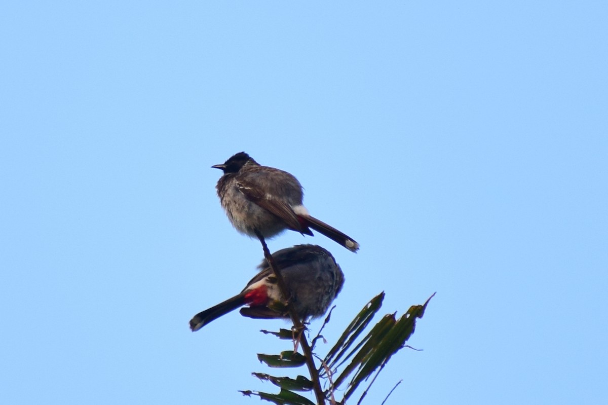 Red-vented Bulbul - ML613501631