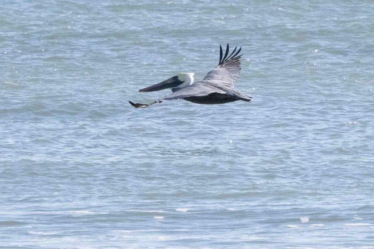 Brown Pelican - ML613501657