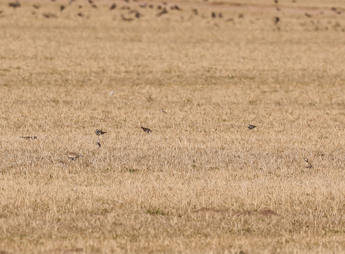 Mountain Plover - ML613501683