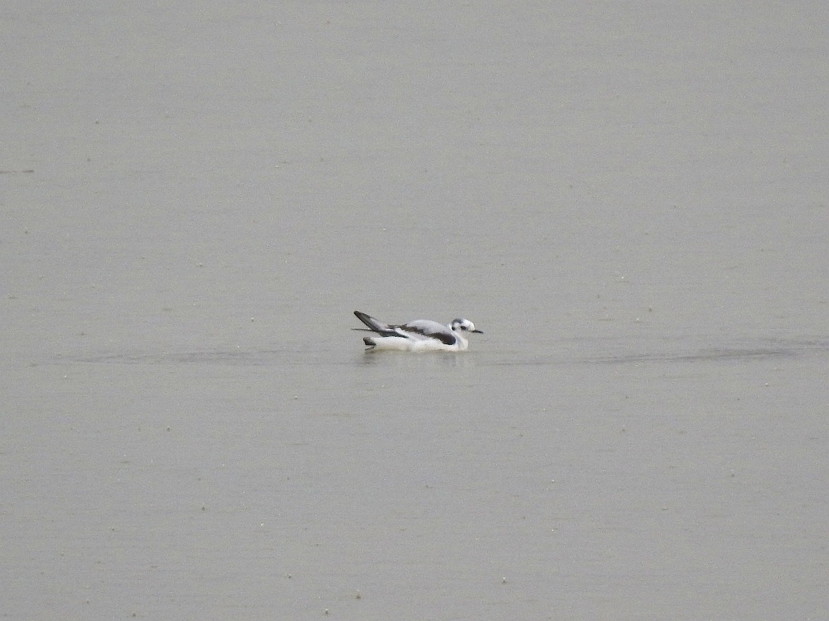 Little Gull - ML613501716