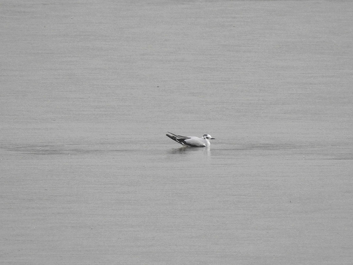 Little Gull - ML613501717