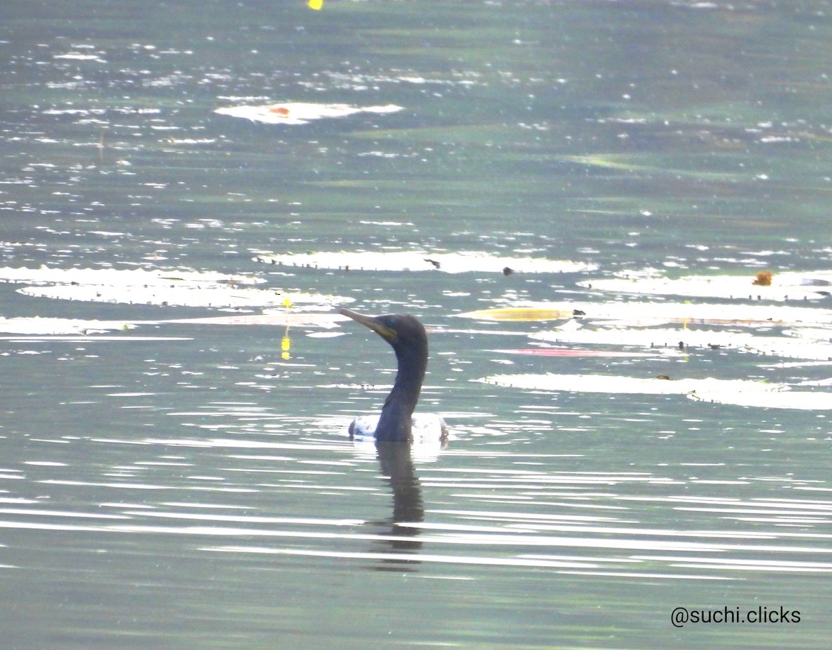 Cormoran à cou brun - ML613501727