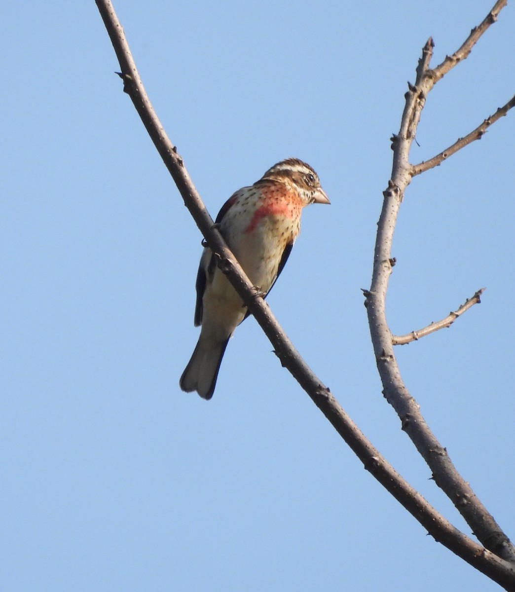 Cardinal à poitrine rose - ML613501778