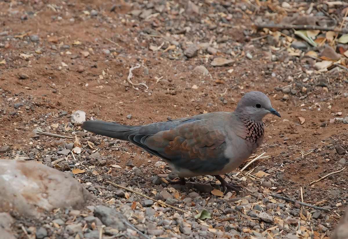 Tórtola Senegalesa - ML613501795