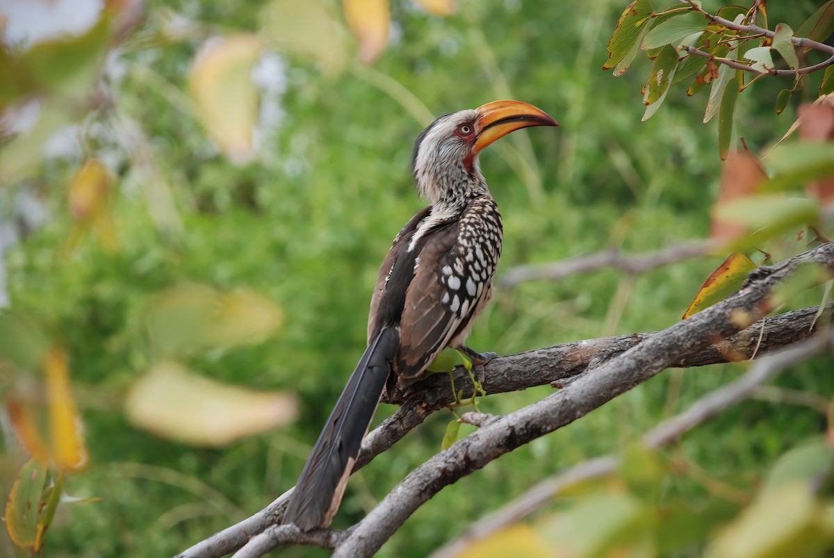 Southern Yellow-billed Hornbill - ML613501801