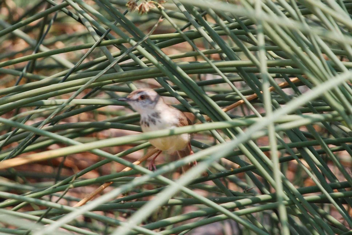 Black-chested Prinia - ML613501808