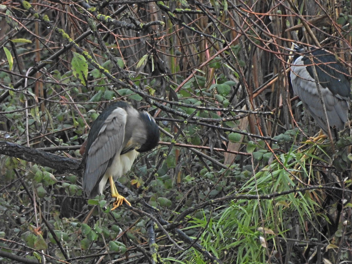 Black-crowned Night Heron - ML613501820