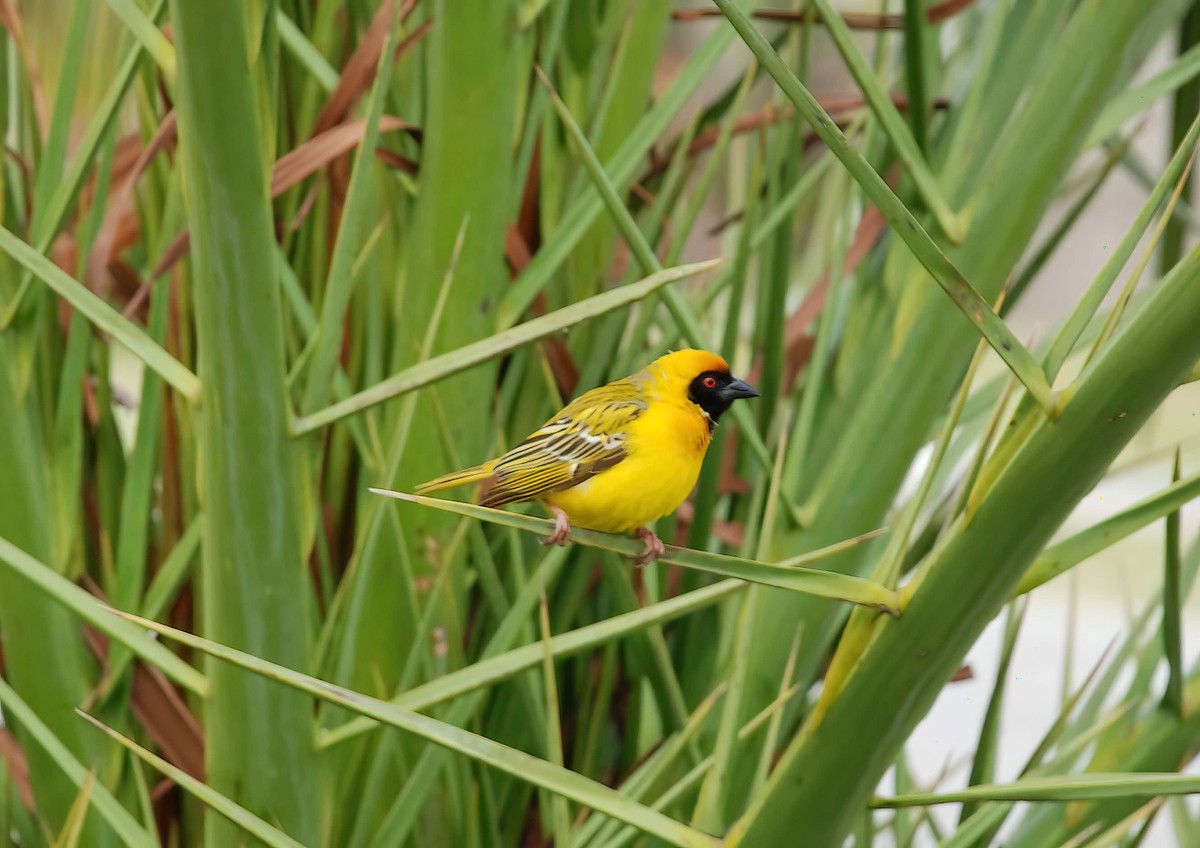 Southern Masked-Weaver - ML613501828