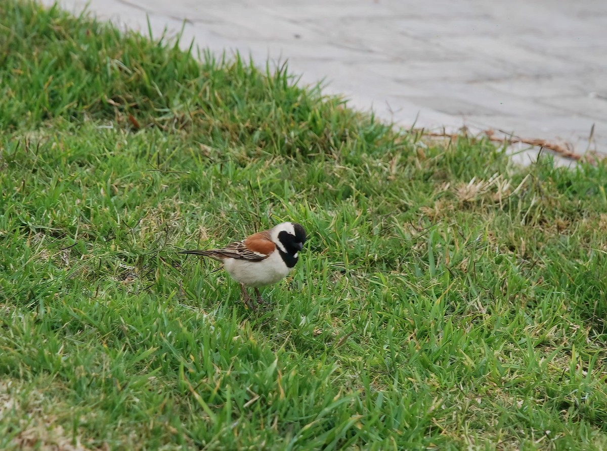 Cape Sparrow - ML613501833