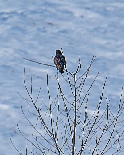 Rough-legged Hawk - ML613501867