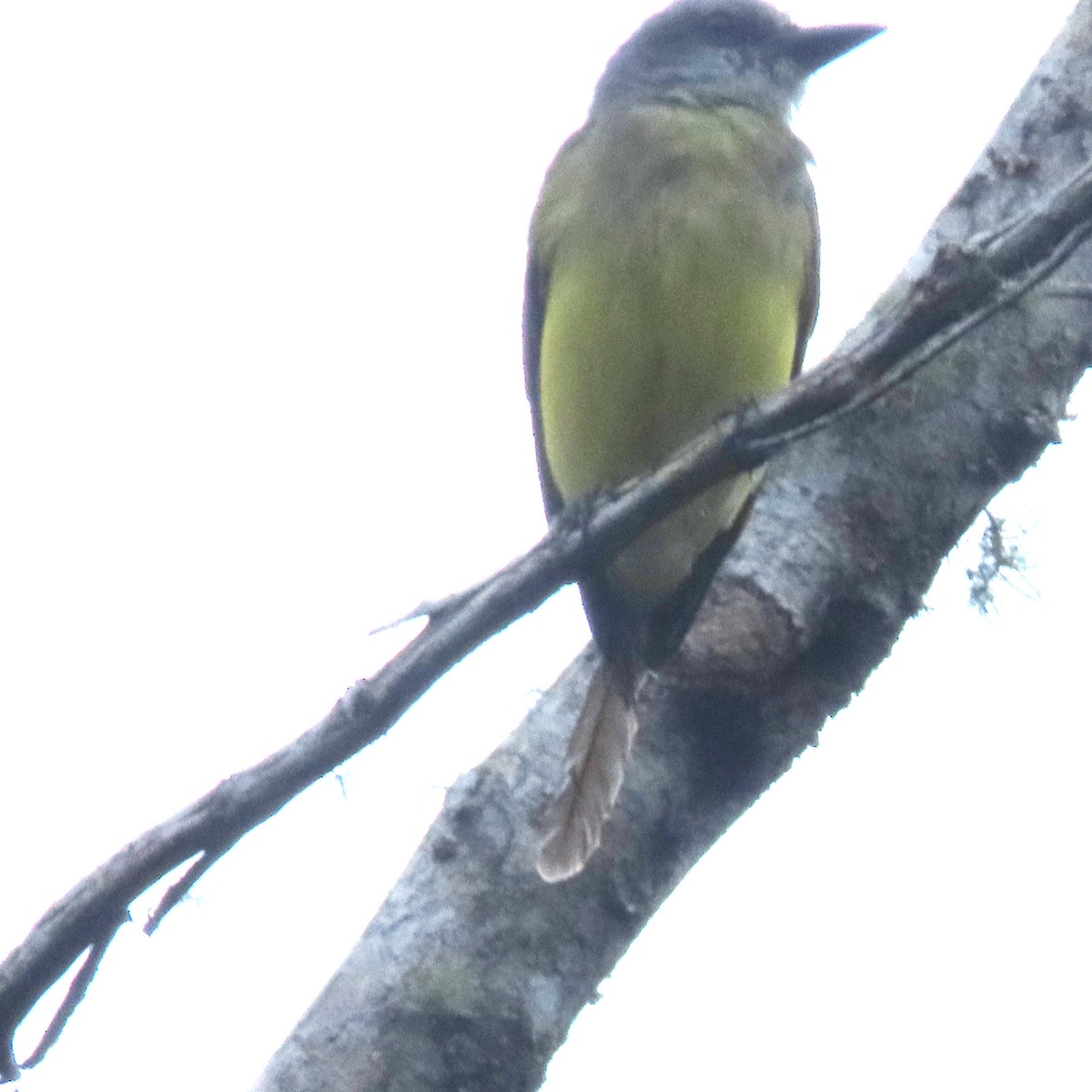 Tropical Kingbird - ML613501870