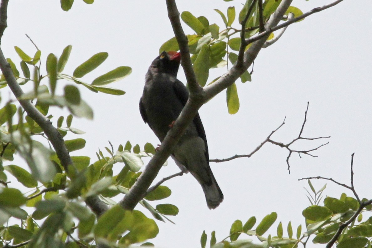 Chestnut-fronted Helmetshrike - Stanislaw Czyz