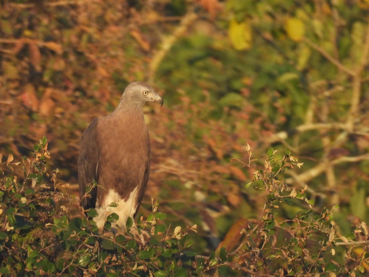 Gray-headed Fish-Eagle - Suhel Quader