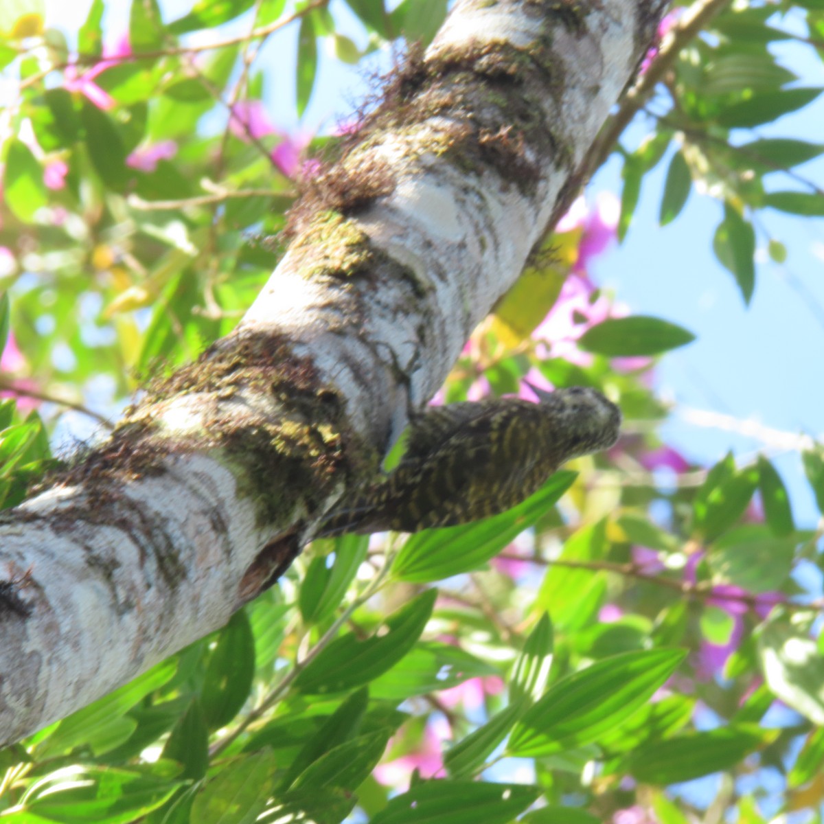 White-spotted Woodpecker - ML613501941