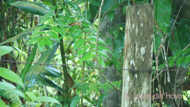 Troglodyte à calotte noire - ML613502057