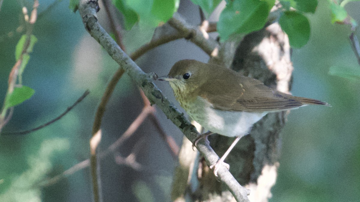 Veery - ML613502071