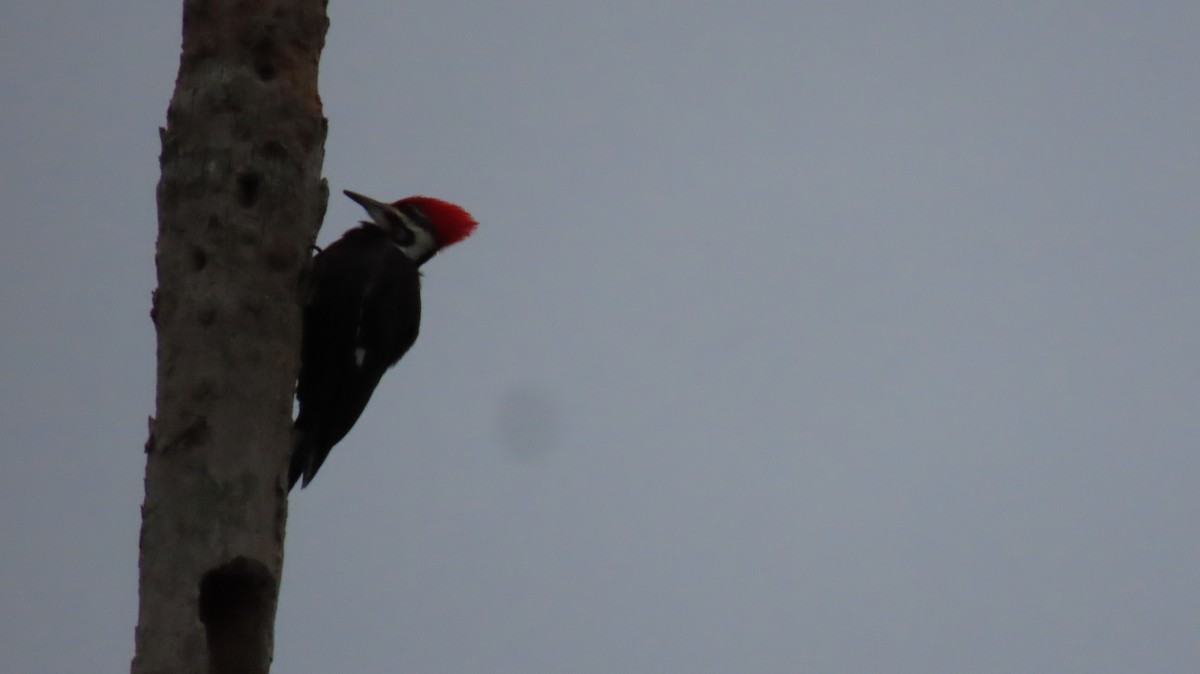 Pileated Woodpecker - Craig DeCrane