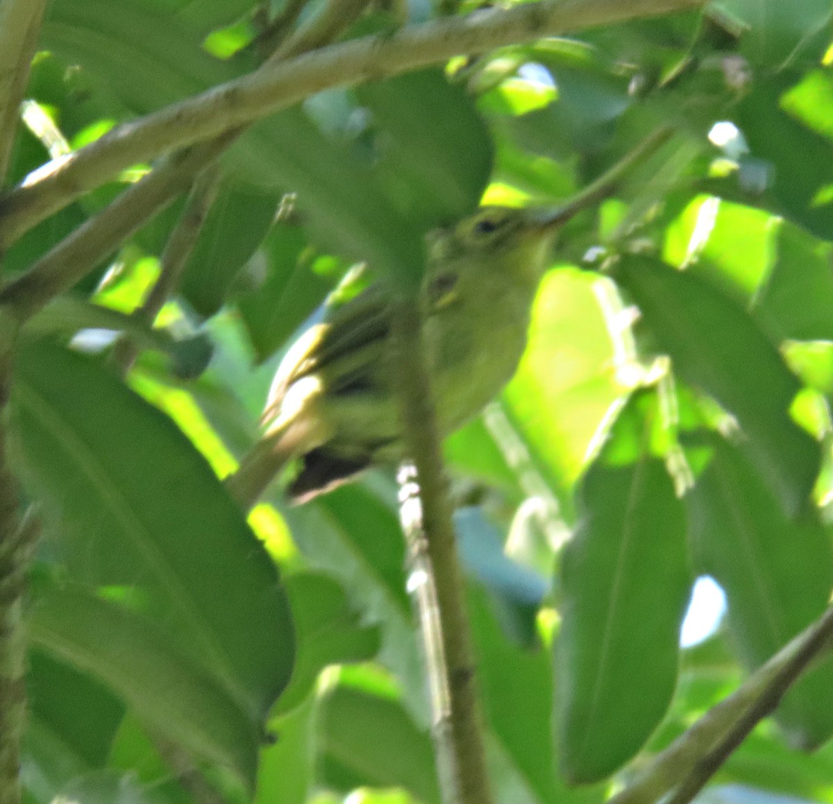 Oustalet's Tyrannulet - ML613502124