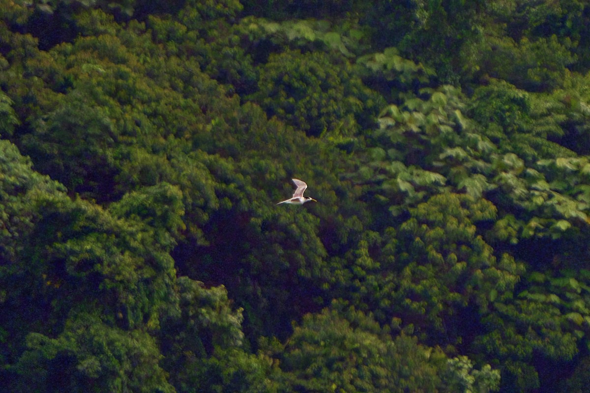 Great Crested Tern - ML613502138