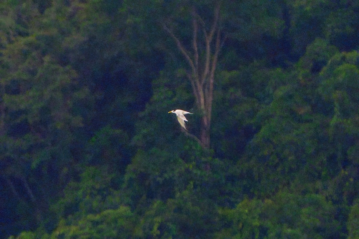 Great Crested Tern - ML613502140