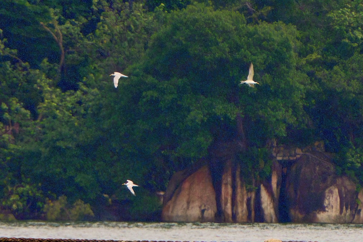 Great Crested Tern - ML613502144