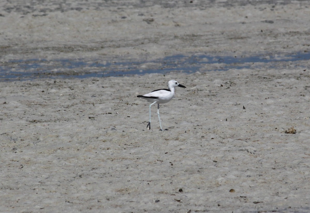 Crab-Plover - ML613502202