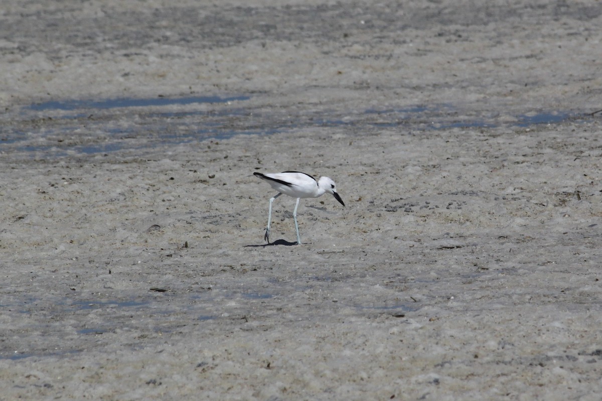 Crab-Plover - ML613502204