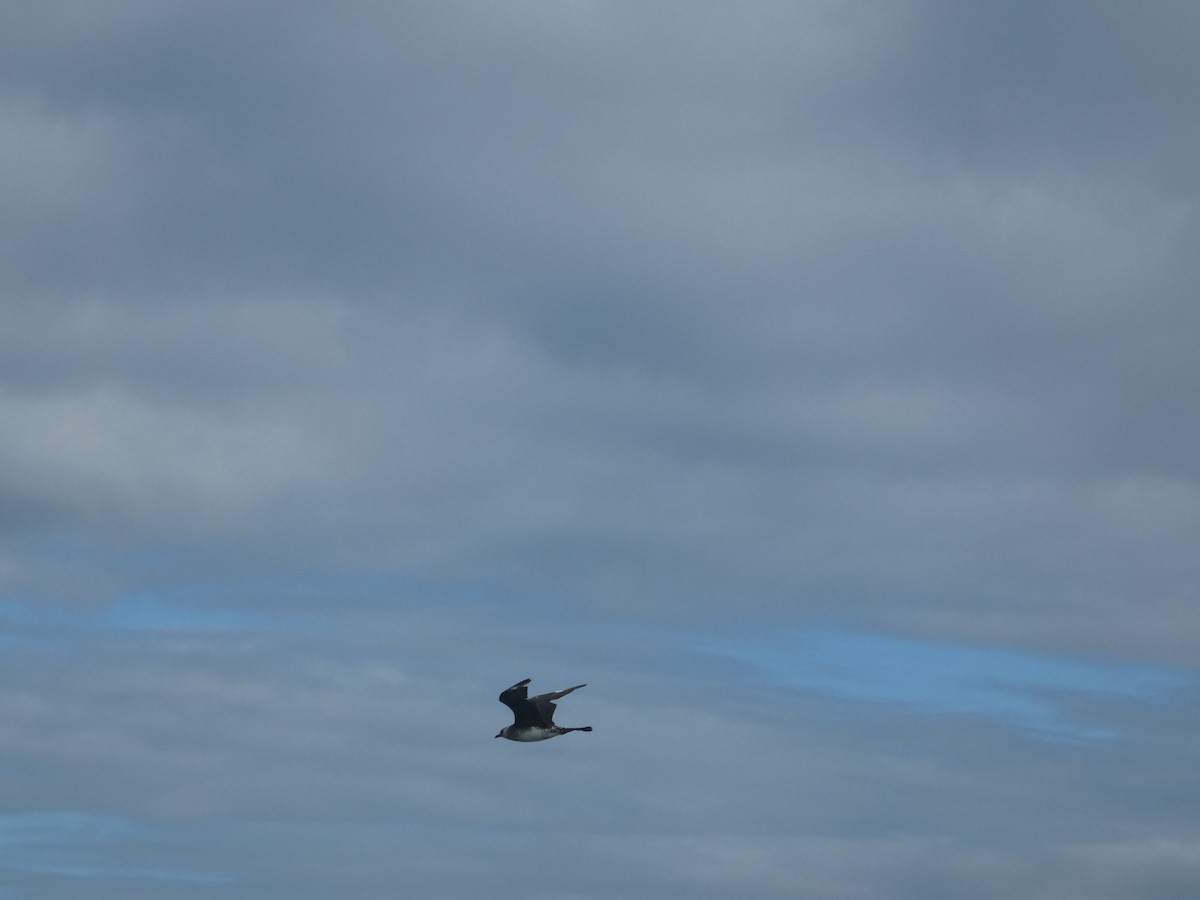 Long-tailed/Parasitic Jaeger - ML613502206