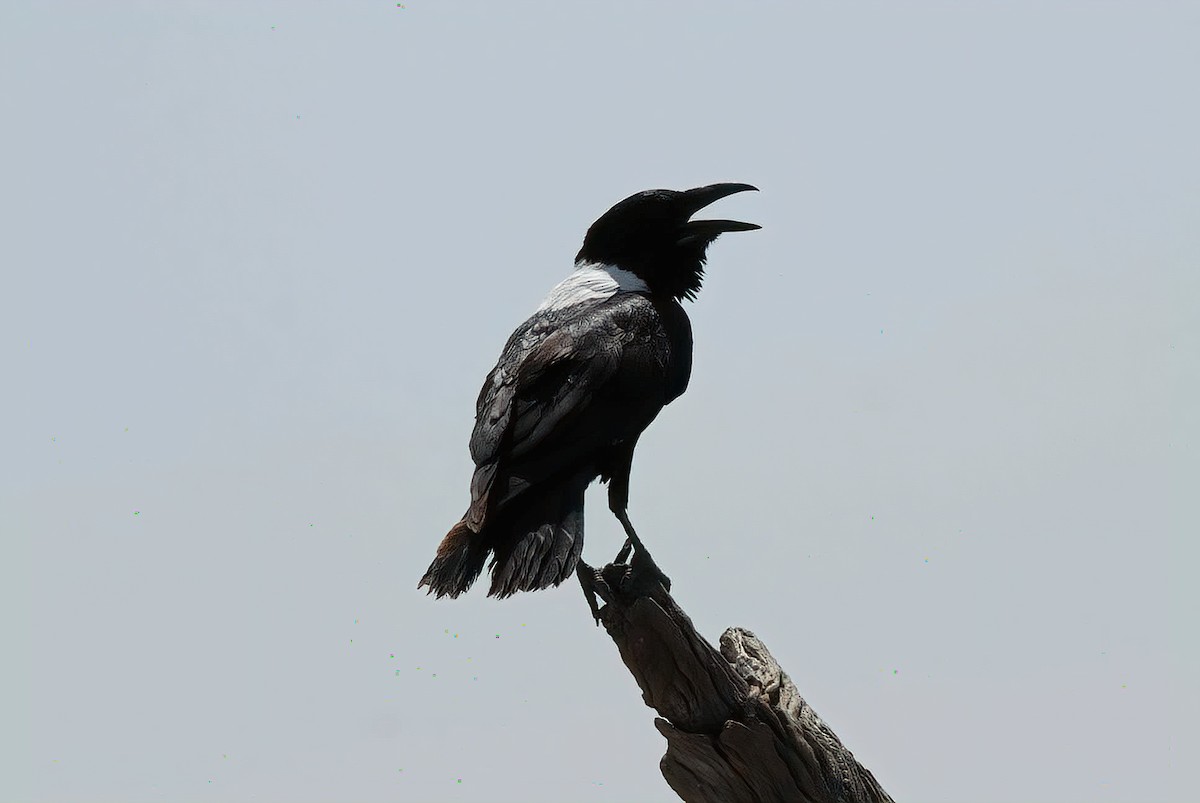 Pied Crow - ML613502210