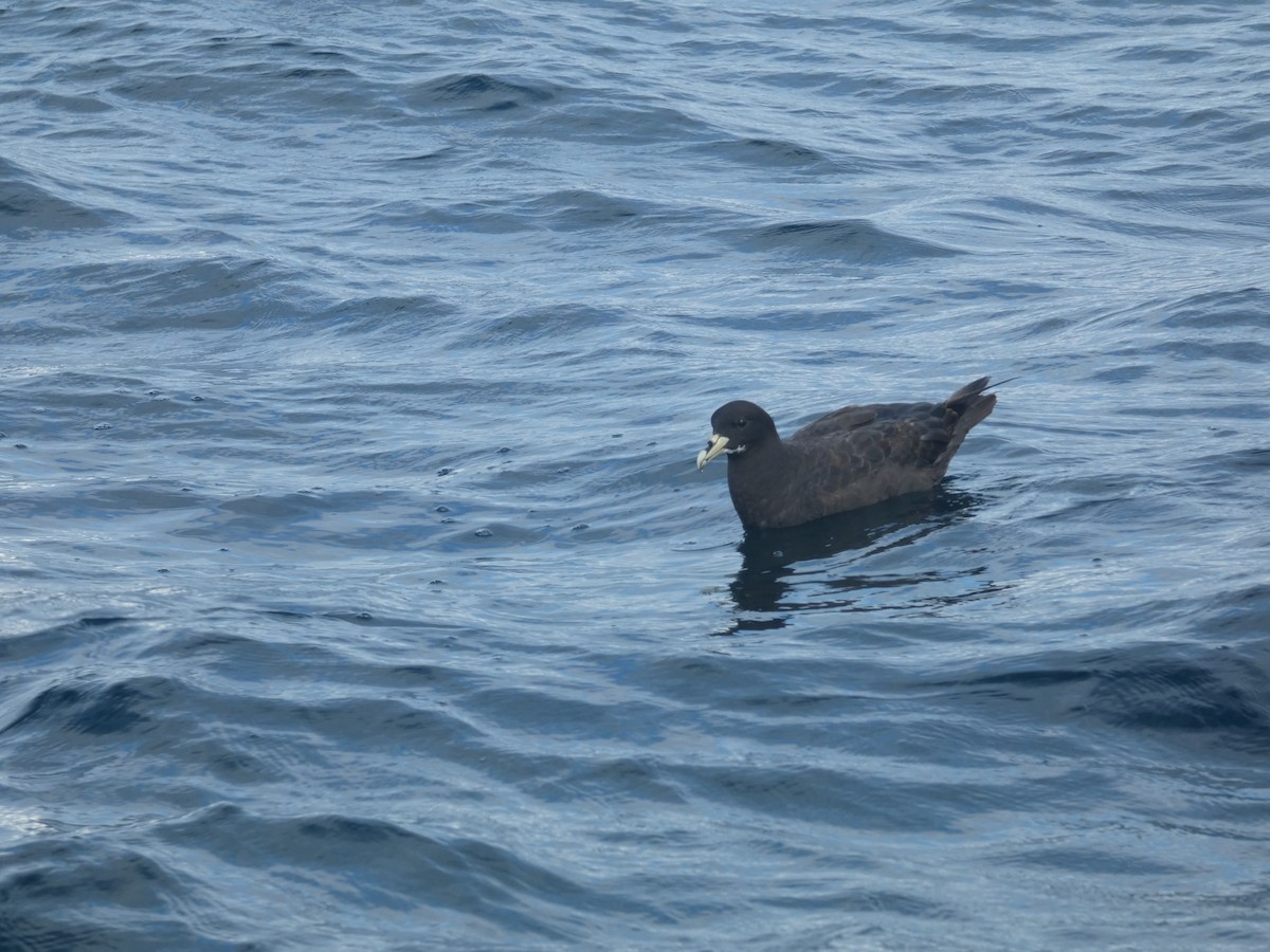 White-chinned Petrel - ML613502221